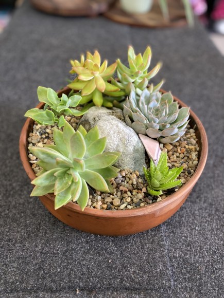 large succulent bowl